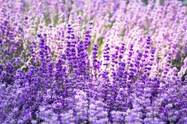 Mor mor renk lavanta çiçek alan closeup arka plan. Seçici odak kullanılan.