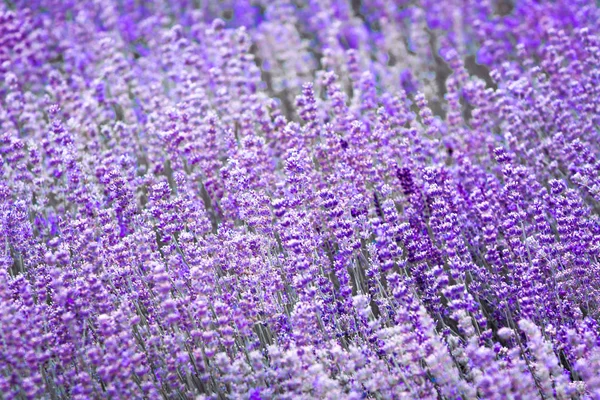 紫色紫色薰衣草花场特写背景。使用选择性对焦. — 图库照片