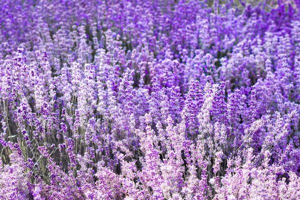 Mor mor renk lavanta çiçek alan closeup arka plan. Seçici odak kullanılan.