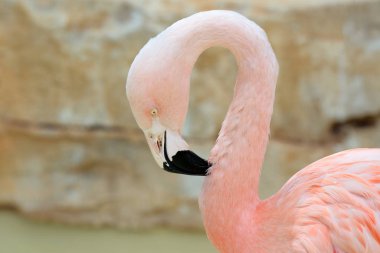 Pembe flamingo kafasının yakın çekim. Fenikekopterus roseus