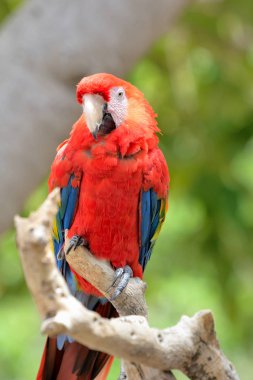 Kırmızı ara papağan, renkli macaw - kuşlar dal üzerinde oturan.