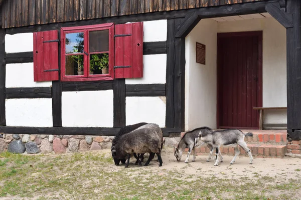 Chèvres et moutons près de la vieille maison au Musée de la Culture Folklorique à Osiek près de la rivière Notec, Pologne — Photo