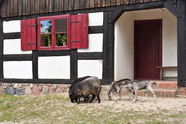 Chèvres et moutons près de la vieille maison au Musée de la Culture Folklorique à — Photo