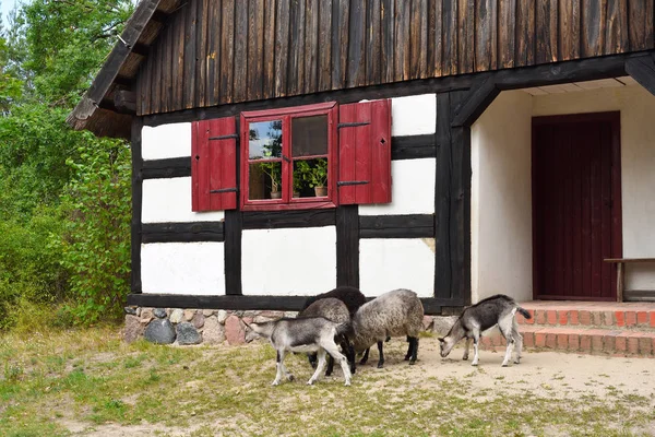 Goats and sheep near the old house at The Folk Culture Museum in — Stock Photo, Image