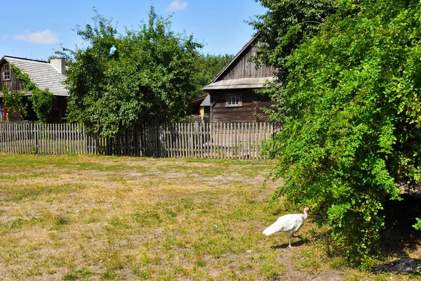 Le Musée de la Culture Folklorique d'Osiek au bord de la rivière Notec, le musée en plein air présente la culture folklorique polonaise. Pologne, Europe — Photo