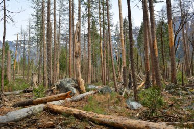 Yosemite Ulusal Parkı'ndaki çam ağaçları, Kaliforniya. Abd
