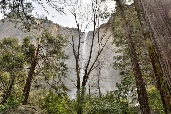 Cascate di Yosemite dietro gli alberi nel Parco Nazionale di Yosemite, California. Stati Uniti — Foto Stock