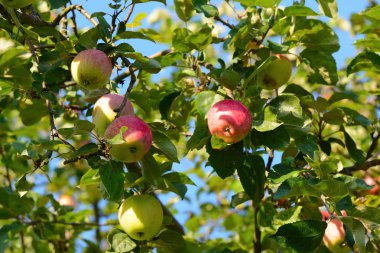 Ağaç dalından sarkan elmalar, meyve bahçesindeelmalar.