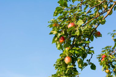Ağaç dalından sarkan elmalar, meyve bahçesindeelmalar.