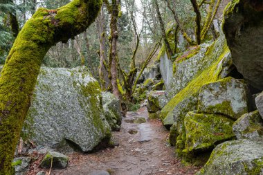 Taşlar yosunla kaplı. Yosemite Ulusal Parkı manzarası, Kaliforniya. Abd