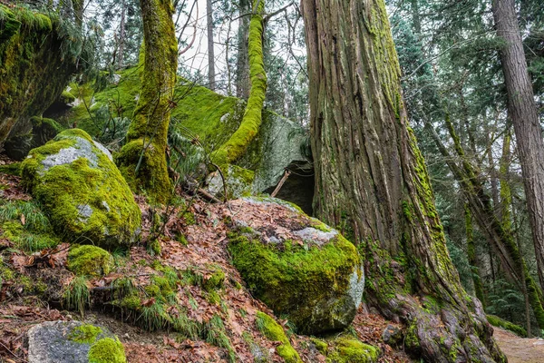 Taşlar yosunla kaplı. Yosemite Ulusal Parkı manzarası, Kaliforniya. Abd