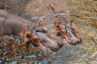 Sudaki su aygırı. Yaygın su aygırı (Su aygırı amfibi)