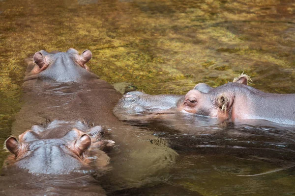 Hippo ve vodě. Hroch obojživelný (hroch obojživelný amphibius)) — Stock fotografie