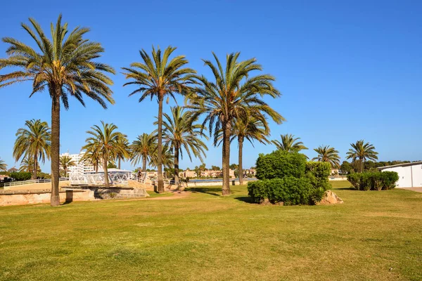 Mallorca, Spanje-11 mei 2019: Palm bomen groeien in de stad Alcudia in Mallorca — Stockfoto