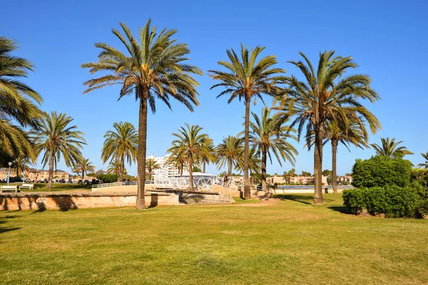 Mallorca, España - 11 de mayo de 2019: Palmeras creciendo en la ciudad de Alcudia en Mallorca — Foto de Stock