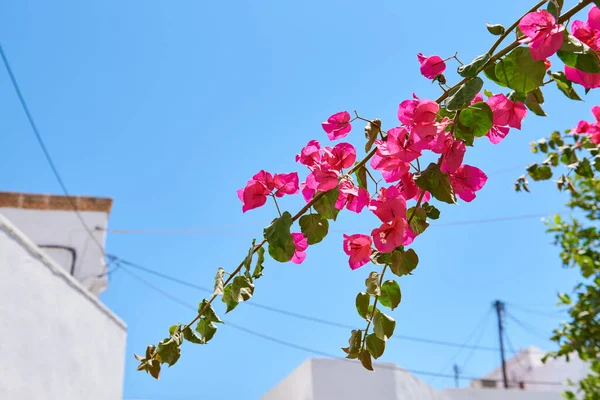 Yunanistan Yaz Mevsiminde Açan Pembe Yaz Çiçekleri — Stok fotoğraf