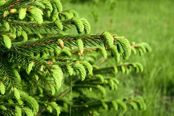 Groene Sparren Jonge Naalden Sluiten Van Verse Naalden — Stockfoto