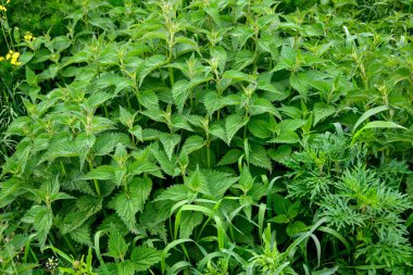 Taze ısırgan otu yaprakları. Isırgan otu çalıları. Yeşil yapraklı ısırgan otu toprakta yetişir..