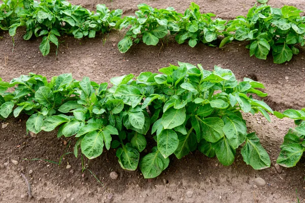 Junge Kartoffelpflanze Wächst Auf Dem Feld Biobauernhof — Stockfoto