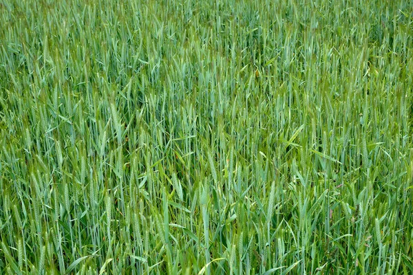 Secară Verde Tânără Creștere Teren Cereale Secale — Fotografie, imagine de stoc