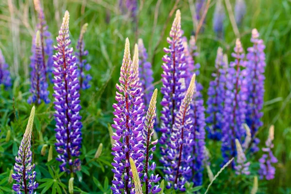 Lupine Květiny Kvetoucí Letní Louce — Stock fotografie