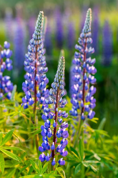 Fleurs Lupin Fleurissant Sur Une Prairie Été — Photo
