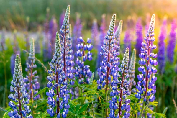 Lupin Blommor Blommar Sommaräng — Stockfoto