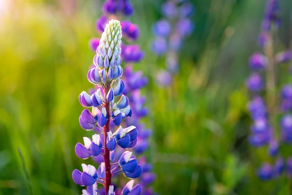 Lupin Blommor Blommar Sommaräng — Stockfoto