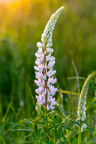 Lupin Blommor Blommar Sommaräng — Stockfoto
