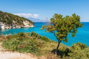 Zakynthos adasının kıyısında yetişen zeytin ağacı. Yunanistan