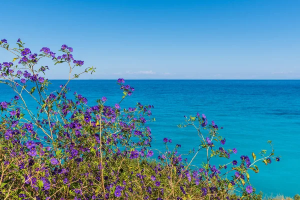 Wilde Bloemen Bloeien Kust Van Zakynthos Eiland Griekenland — Stockfoto