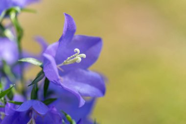 Çok güzel bir çiçek. Campanula rotundifolia. Seçici odak.