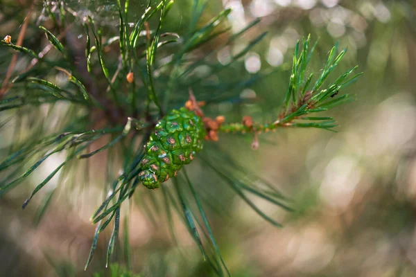 Jonge Groene Kegels Een Tak Van Een Pijnboom — Stockfoto