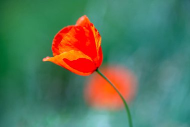 Yaban gelinciği çayırda çiçek açıyor.