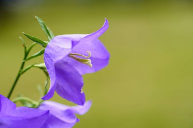 Çok güzel bir çiçek. Yeşil arka planlı Campanula rotundifolia