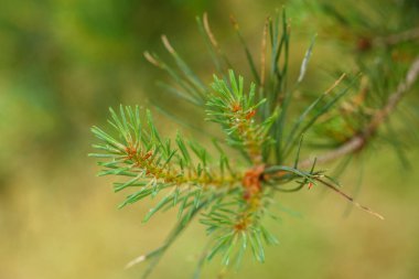 Çam ağacının genç dalları. Yeşil çam ağacına yakın genç iğneler.