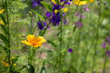 Yaz bahçesinde açan çiçekler. Güzel doğal arkaplan