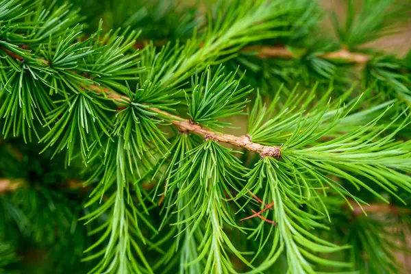 Young Branches Larch Closeup Green Larch Young Needles — Stock Photo, Image