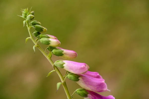 Rosa Klockblomma Blommar Sommaren Makro Foto Med Grön Bakgrund — Stockfoto