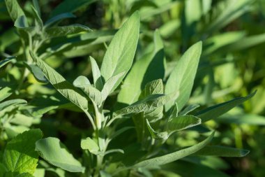 Taze adaçayı, salvia officinalis, sebze bahçesinde, yakın plan.