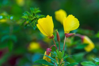 Bahçede büyüyen sarı çiçekler. Yaz bitkileri