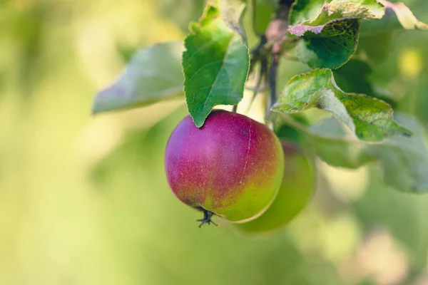 Young apple hanging from a cherry tree branch. Orchard in the summer