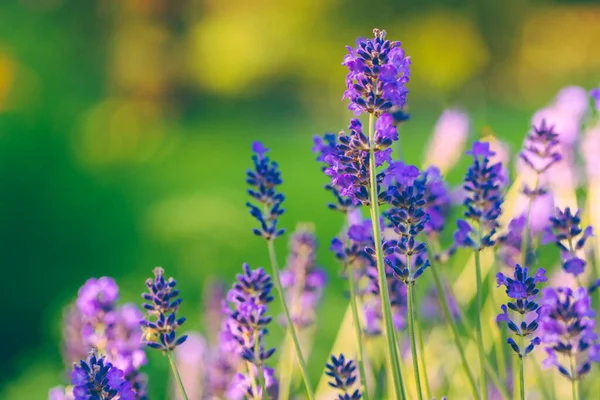 Lavendel Blommor Sommarträdgården Närbild — Stockfoto