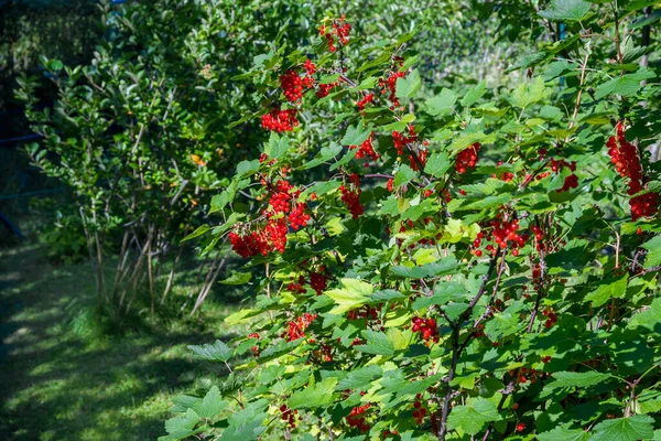 Rode Bessen Struik Tuin — Stockfoto