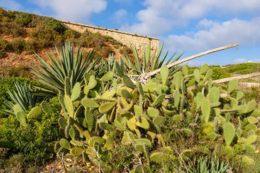 Sokakta yetişen tropik kaktüsler. Menorca, Baleares, İspanya