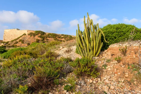 Trópusi Magas Kaktusz Sziklákon Menorca Baleares Spanyolország — Stock Fotó