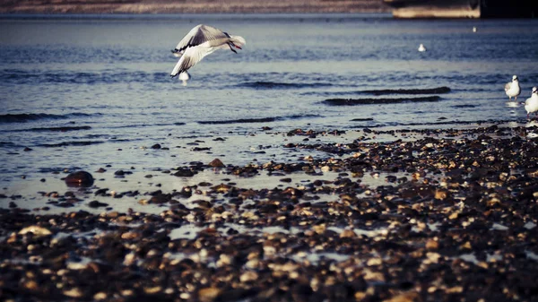 Möwe Fliegt Einem Sonnigen Herbsttag Über Den Rhein — Stockfoto