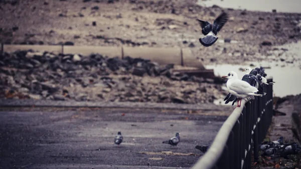 Doves Seagulls Railing Riverbed River Rhine Bonn — Stock Photo, Image