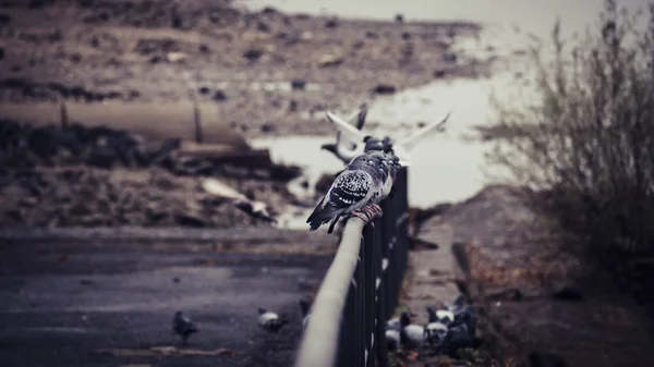 Gołębie Mewy Cicho Siedzi Poręczy Korycie Rzeki Ren Bonn — Zdjęcie stockowe