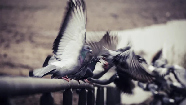 Palomas Despegando Volando Desde Una Barandilla Lecho Del Río Rin — Foto de Stock